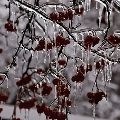 some red berries hanging from a tree with icicles on them and water dripping down the branches