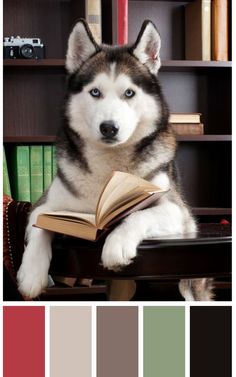 a husky dog is reading a book in front of a bookshelf with color swatches