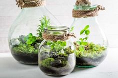 two glass vases filled with plants and rocks