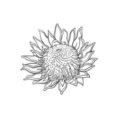 a black and white drawing of a sunflower on a white background, with the petals still attached