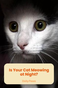 a close up of a cat with the caption is your cat meowing at night?