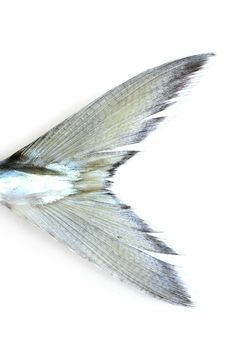 a white and black bird flying in the air with its wings spread out to show it's feathers