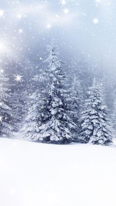 snow covered pine trees in the foreground and falling snow flakes on the background