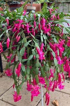 pink flowers blooming in the middle of a garden