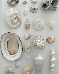 various seashells are arranged on a white surface, including one shell and two shells