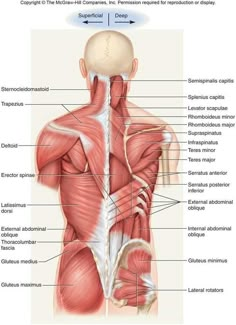 the muscles and their major structures are labeled in this diagram, with labels on each side