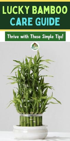 lucky bamboo care guide in a white bowl with text overlay that reads, lucky bamboo care guide trive with these simple tips