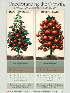 an info sheet describing the different types of tomatoes and what they are growing in them