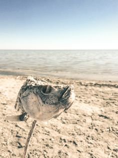 a dead fish sitting on top of a sandy beach