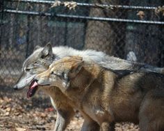 two gray wolfs standing next to each other in front of a chain link fence