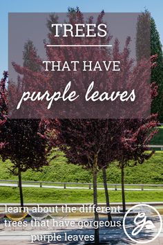 trees that have purple leaves in front of a fence with the words, trees that have purple leaves