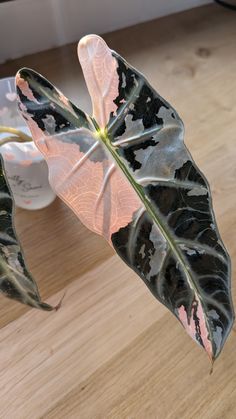 Feuille incroyable Rare Alocasia, Houseplant Collection, Plant Fungus, Paper Plants, Room With Plants