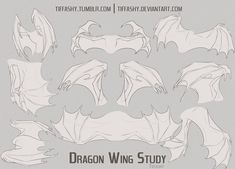 the dragon wing study sheet is shown in white and gray colors, with black outlines