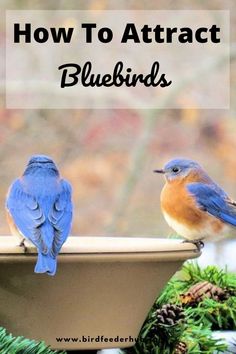 two bluebirds sitting on top of a bird bath with pine cones in the background