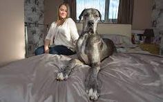 a woman sitting on top of a bed next to a large dog