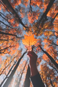 a person holding up a leaf in front of trees with autumn leaves on them and the sun shining through