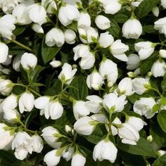 white flowers with green leaves in the foreground