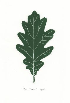 a drawing of a leaf on white paper