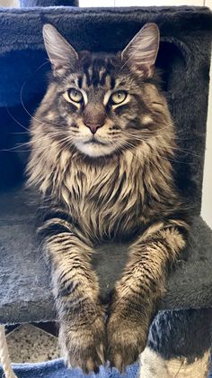 a long haired cat laying on top of a scratching tower with its paws up and eyes wide open