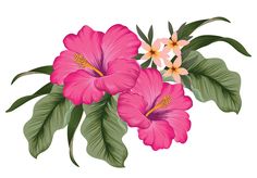 three pink flowers with green leaves on a white background, watercolor painting style illustration