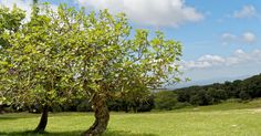 an apple tree in the middle of a grassy field with blue sky and clouds above