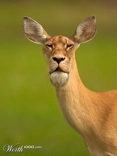 a close up of a deer's face with green grass in the back ground