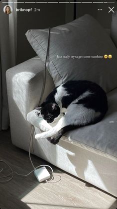 a black and white cat laying on top of a couch