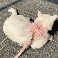 a white cat wearing a pink bow tie on its head and collar sitting on the ground