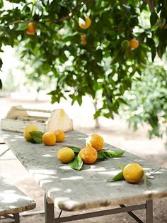 some lemons are sitting on the picnic tables under an orange tree with green leaves