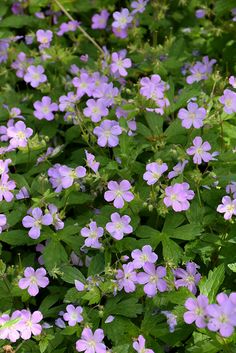 small purple flowers are growing in the grass