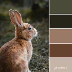 a brown rabbit sitting on top of grass