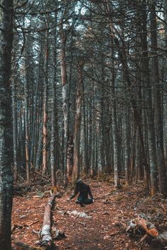 Isa im Wald von Codwyll | Szene aus ROGUE WITCHES von Kate S. Stark | Hexen, magische Wesen und dunkle Gefahren lauern zwischen den Seiten von Kate S. Starks neuem Hexenbuch ROGUE WITCHES. Jetzt lesen! #witchsworldserie #witchyvibes #witches #autorin #leseliebe #buch Alex Iby on Unsplash Creepy Forest, Creepy Tattoos, Bare Tree, Thought Catalog, Forest Wallpaper, Screen Saver, Photo Tree, Samhain, Autumn Trees