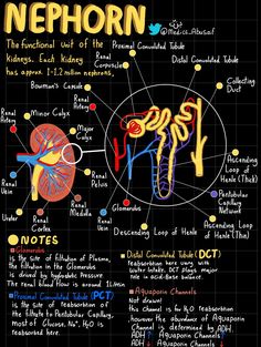 the nephorn and its functions in human body diagram with caption for each section