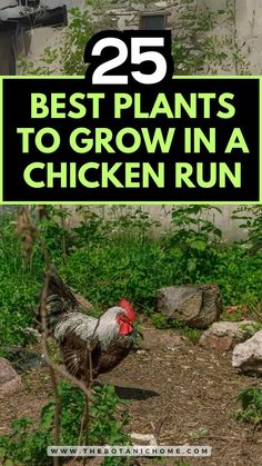 25 best plants to grow in a chicken run, featuring plants suitable for urban chickens and enhancing chicken coop environments. Quail Aviary With Plants Diy, Plants For Chickens, Urban Chicken, Coop Run, Quail Coop, Urban Chicken Farming, Portable Chicken Coop, Chicken Coop Run, Growing Grass