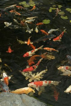 many koi fish are swimming in the pond