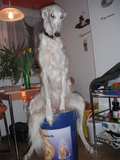 a white dog sitting on top of a blue trash can