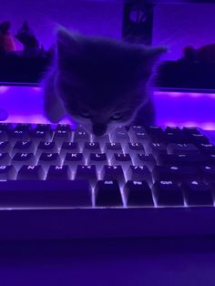 a cat sitting on top of a keyboard in front of a purple lit area with people