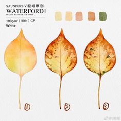 three different types of leaves are shown in watercolor