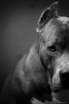 a black and white photo of a dog looking at the camera with an intense look on his face