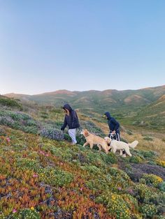 two people walking their dogs up a hill with wildflowers in the foreground