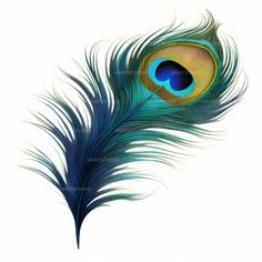 a blue and green peacock feather on a white background with the tip of its tail curled up