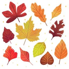 an assortment of autumn leaves on a white background