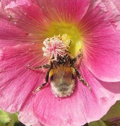 a bee sitting on top of a pink flower