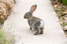 a small rabbit is walking down the sidewalk