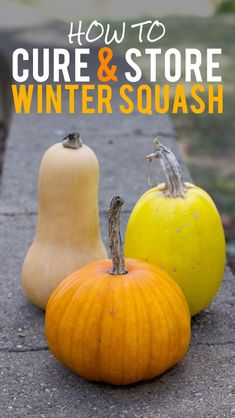 two pumpkins and one squash sitting on the ground with text overlay reading how to care & store winter squash