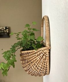 a plant in a basket hanging on the wall