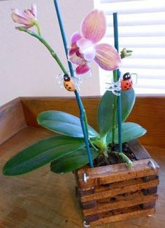 two pink flowers in a wooden box with ladybugs