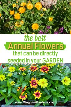 the best annual flowers that can be directly seeded in your garden with text overlay