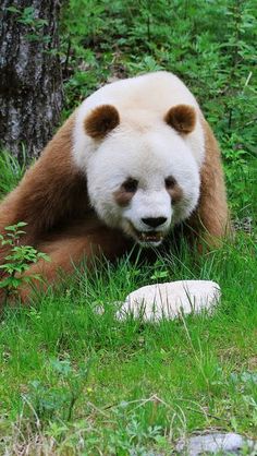 a brown and white panda bear sitting in the grass next to a tree with its mouth open