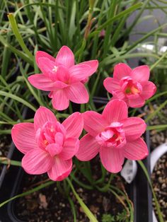 some pink flowers are growing in a pot